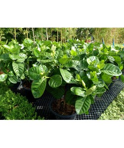 Gardenia Cape Jasmine