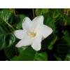 Gardenia Cape Jasmine