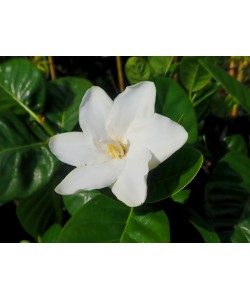 Gardenia Cape Jasmine