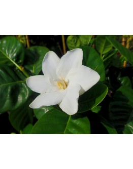 Gardenia Cape Jasmine
