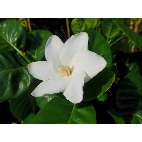 Gardenia Cape Jasmine