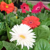 Gerbera jamesonii African Daisy Potted Plant