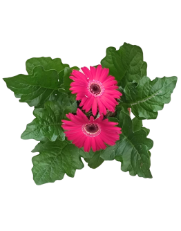 Gerbera jamesonii African Daisy Potted Plant
