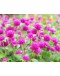 Gomphrena Buddy Purple 千日紅