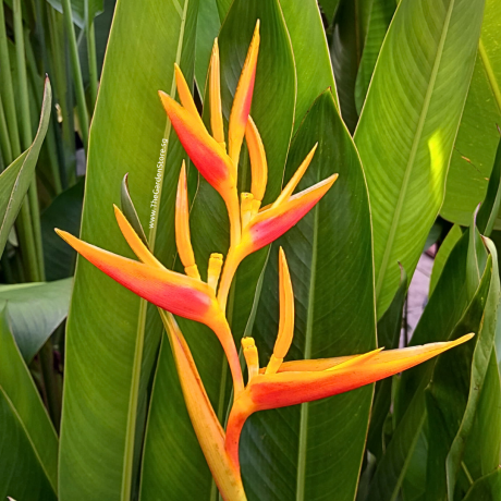 Heliconia Nickeriensis (Polybag) 1m