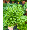 Italian Parsley Potted Herbs