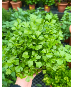 Italian Parsley Potted Herbs