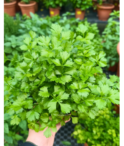 Italian Parsley Potted Herbs