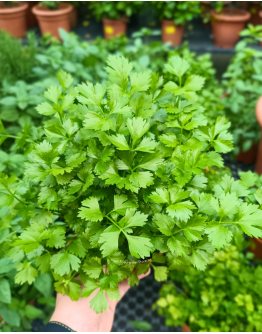 Italian Parsley Potted Herbs