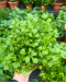 Italian Parsley Potted Herbs