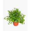 Italian Parsley Potted Herbs