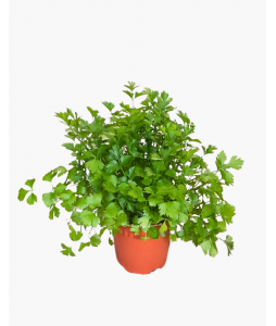 Italian Parsley Potted Herbs