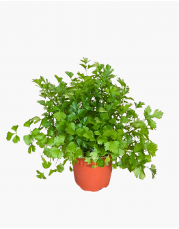 Italian Parsley Potted Herbs