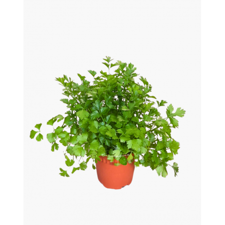 Italian Parsley Potted Herbs