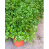 Italian Parsley Potted Herbs