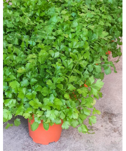 Italian Parsley Potted Herbs