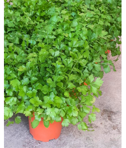 Italian Parsley Potted Herbs