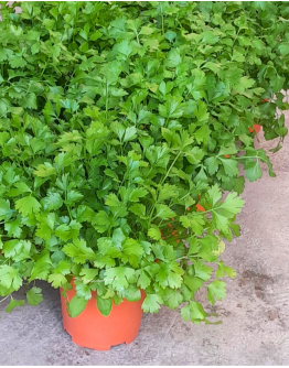 Italian Parsley Potted Herbs