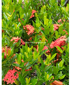 Ixora 'Prince of Orange' 