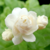 Jasminum sambac White Fragrant Jasmine