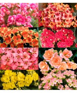 Kalanchoes 万紫千红