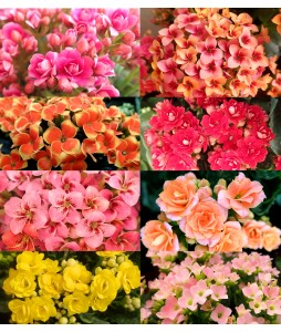 Kalanchoes 万紫千红