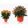 Kalanchoes 万紫千红