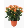 Kalanchoes 万紫千红