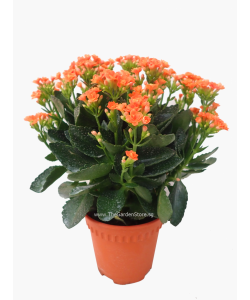 Kalanchoes 万紫千红