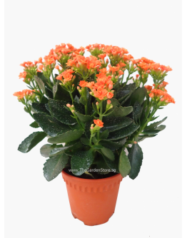 Kalanchoes 万紫千红