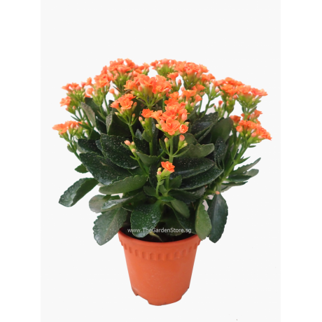 Kalanchoes 万紫千红