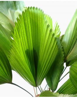 Licuala grandis Fan palm