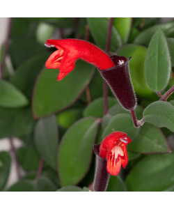 Aeschynanthus (Lipstick Plant) Hanging