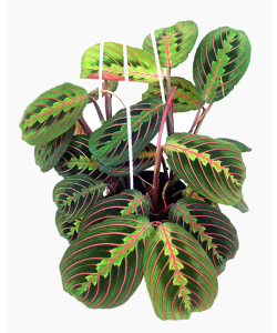 Maranta leuconeura var. erythroneura Red-veined Prayer plant