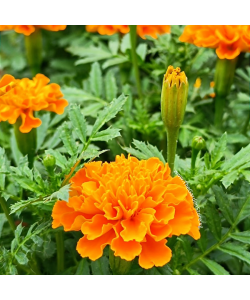 Marigold 万寿菊 Potted