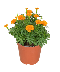 Marigold 万寿菊 Potted