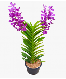 Mokara Orchid Potted Plant