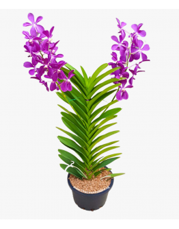 Mokara Orchid Potted Plant