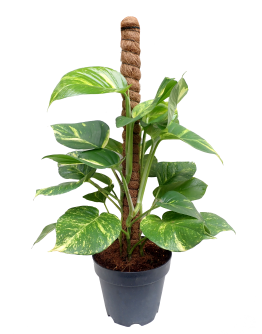 Money Plant Tall with Coco Support Pole