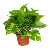 Money Plant Green Epipremnum aureum 