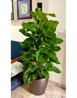 Money Plant Tall with Coco Support Pole