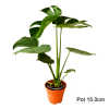 Monstera Deliciosa Potted Plant