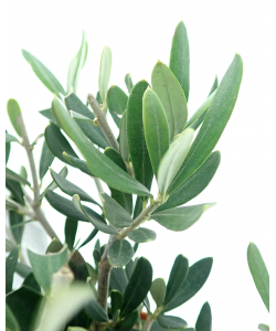 Olive Tree Mini Olea europaea (Holland)