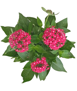 Pentas lanceolata Pentas Flowers Potted Plant