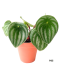 Peperomia Watermelon Argyreia Potted Plant