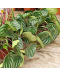 Peperomia Watermelon Argyreia Potted Plant