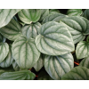 Peperomia Caperata Moonlight