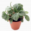 Peperomia Caperata Moonlight