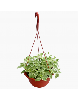 Peperomia Variegated Hanging Trailing Plant