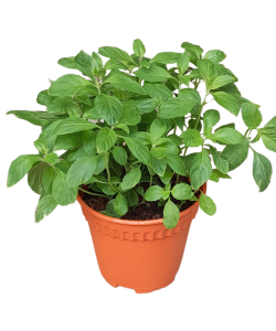 Peppermint Potted Herbs